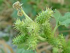 Formación del "bur" en Xanthium (las inflorescencias terminales más pequeñas son las masculinas).