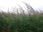 Greenish-purple wild rice waves in the breeze against a white sky.