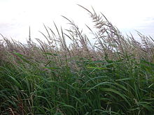 Beneath a cloudy sky, tall green-stemmed plants with beige-pink seeds atop them stand, bending to the viewer's left.