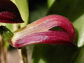 Zootrophion atropurpureum