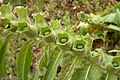 Henbane fruits