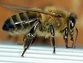 The Honey bee, Apis mellifera