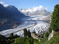The Aletsch Glacier. Swiss Pines (Pinus cembra) are visible in the foreground.