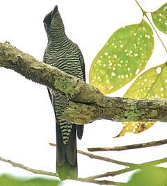 Description de l'image Andaman Cuckoo Shrike.jpg.