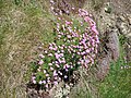 Larval foodplant. Thrift (Armeria maritima)