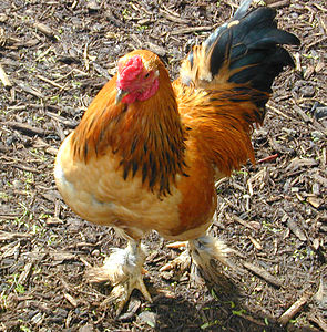 Bantam rooster