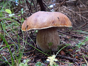 Boletus edulis