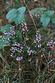 Bruyère des neiges Calluna vulgaris