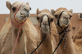 Dromedaries at the city's Camel Market. The camel is important to the cultures of Arabia, the Middle East, and elsewhere.[78]