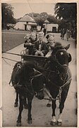 Children on a pony carriage ride at Dublin Zoo, 1954