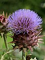 Artischocke (Cynara cardunculus)