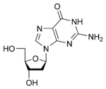 Image illustrative de l’article Désoxyguanosine