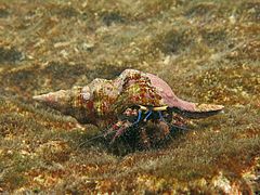 Un bernard-l'ermite des récifs (Dardanus lagopodes)