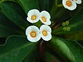 Euphorbia milii from Kerala, India