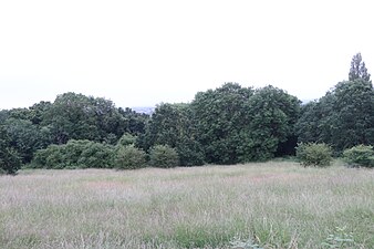 Eaglesfield Park: The Meadow