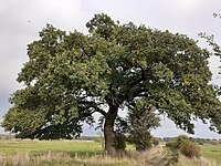 Eiche am Grethemer Fährweg