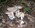 !!!Entoloma sinuatum!!!