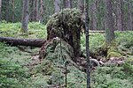 Färdsleskogens naturreservat