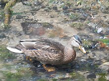 A brown duck in a fast-flowing stream