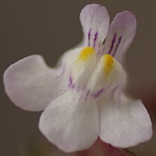 Fleur de Cymbalaria muralis vue de face.