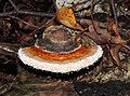 Polypore marginé.