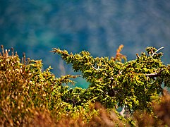 Plantlife on Frøya