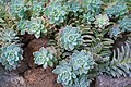 Graptosedum Ghosty, often confused with its parent Graptopetalum Paraguayense.[3]