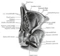 Horizontal section of nasal and orbital cavities. (Note distinction between infraorbital groove and inferior orbital fissure.)