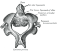 Second cervical vertebra, or epistropheus, from above