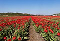 Halfweg, red tulip field