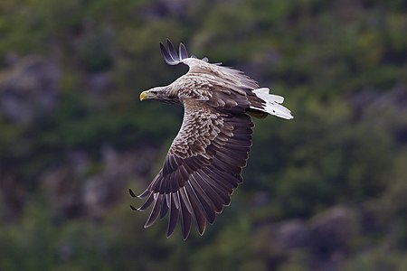 White-tailed eagle, by Yathin sk