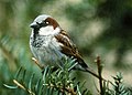 slika 1. Passer domesticus