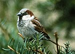 An urban sparrow, brown and white, perches on the tip of a conifer branch.