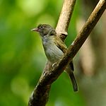 Gray-chested greenlet