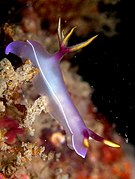 Hypselodoris bullocki