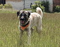 Kangal Dog