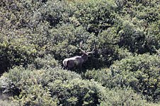 Wapiti du Tian Shan (Cervus canadensis songaricus) dans la réserve naturelle de Naryn (Kirghizstan) en 2018