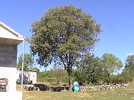 Euroopankeltis (Celtis australis)