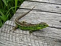 Sand lizard