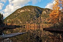 Forêt dans la vallée du Bras du Nord