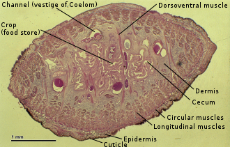 Cross-section of a leech showing its anatomy