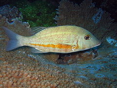 Lethrinus obsoletus