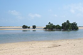 Mangroves.