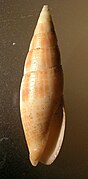 Mitra inquinata