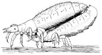 Pediculus humanus corporis