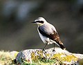 Northern wheatear Oenanthe oenanthe stenpikker