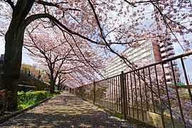 恩田川沿いの桜並木（成瀬7丁目）