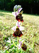 Ophrys fuciflora à Charmes-la-Côte, dans un verger.