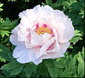 * 'paeonia' メニュ：ボタン 解説：牡丹 タイトル：花をどうぞ！