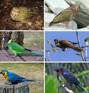 A montage of six different types of parrot. Clockwise from top to bottom, these are two images of a large, squat, dull-green parrot; a skinny black parrot similar to a crow; a blue-black parrot with red cheeks and a large, hooked bill; a blue and yellow parrot with a hooked black beak and a white face; and a small, bright green parrot with a yellow collar and a black face.
